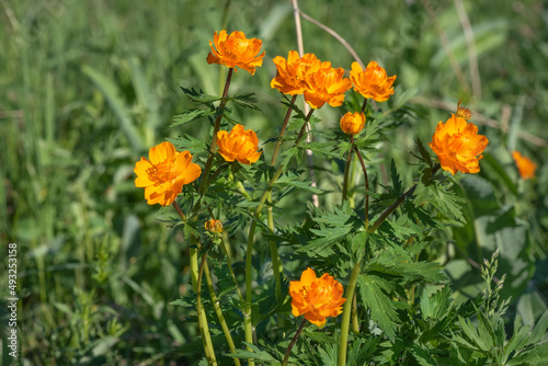 trollius flowers orange meadow summer