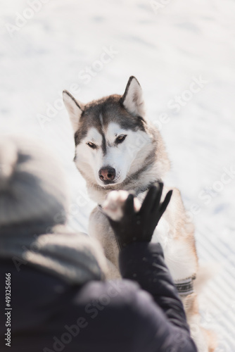 siberian husky dog sitting looking at young female owner giving paw trick in snow in winter