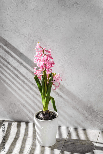 Fototapeta Naklejka Na Ścianę i Meble -  pink hyacinth in a white vase