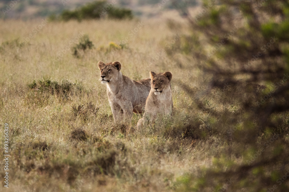 Fototapeta premium lion cub in the savannah
