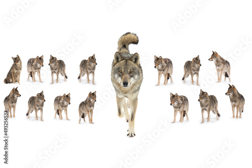 Fotografía pack of wolves  (canis lupus) isolated on snow