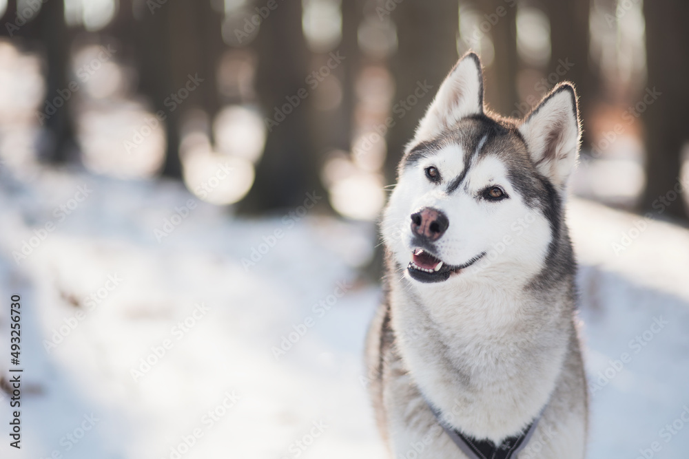 siberian husky dog portrait in the snow