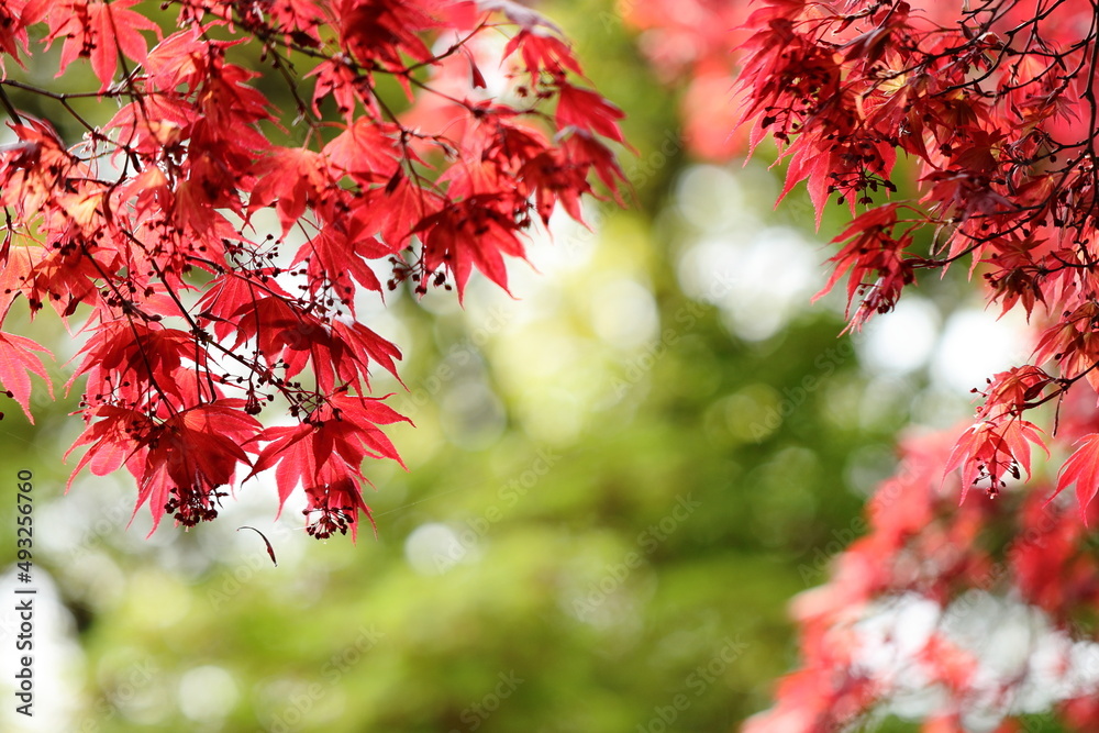 red maple leaves red maple leaves