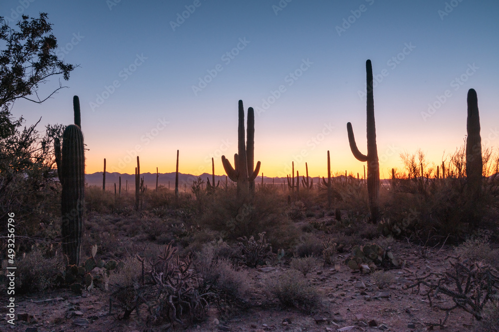 Silhouette of Saguaros at sunset in Arizona desert