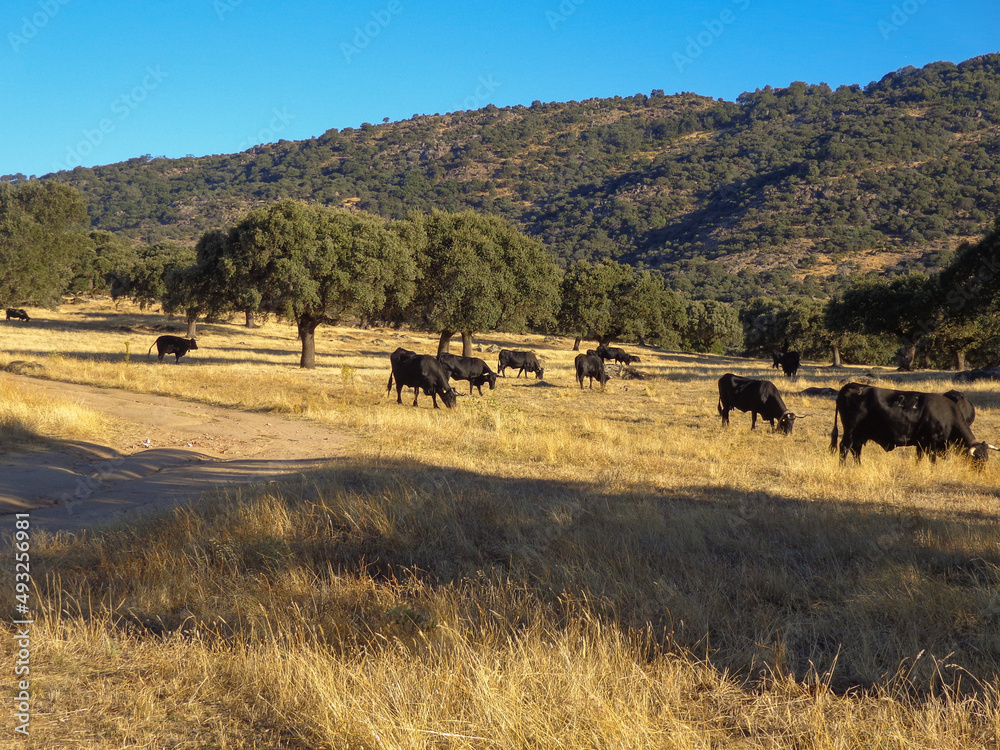 A herd of black cows of the Avilanian breed graze in the Extremadura dehesa
