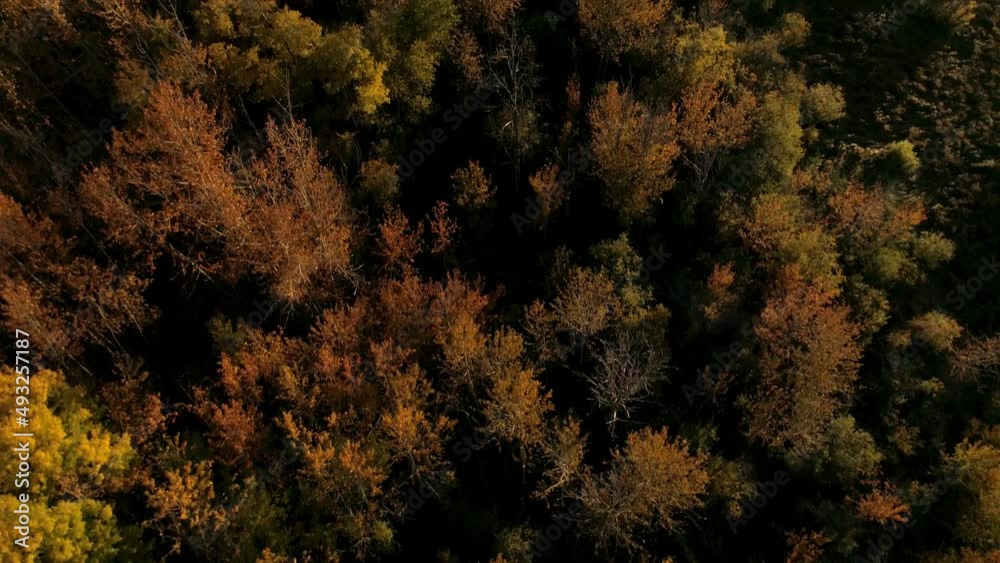 Aerial view looking down into the beautiful fall colors of a forest during sunset. Aerial view looking down into the beautiful fall colors of a forest during sunset.