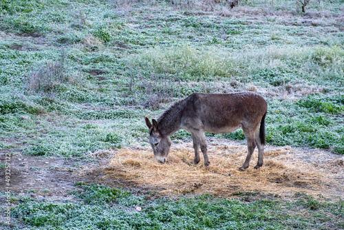 Donkey portrait isolated on the pasture