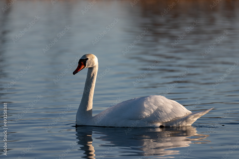 Fototapeta premium graceful white swan swimming on a lake with dark green water. The white swan is reflected in the water. The mute swan, Cygnus olor