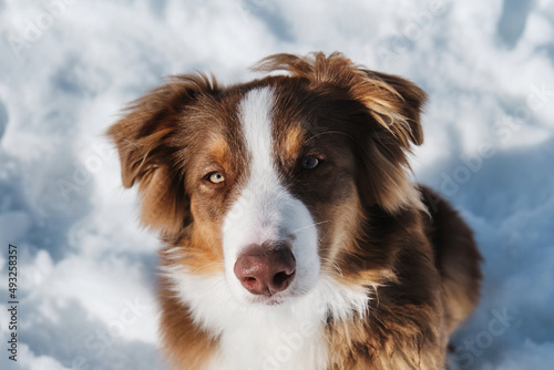 Beautiful fluffy purebred dog. Portrait of cute teenage Australian Shepherd puppy red tricolor with chocolate nose and intelligent eyes. Aussie sits in snow and looks up. © Ekaterina