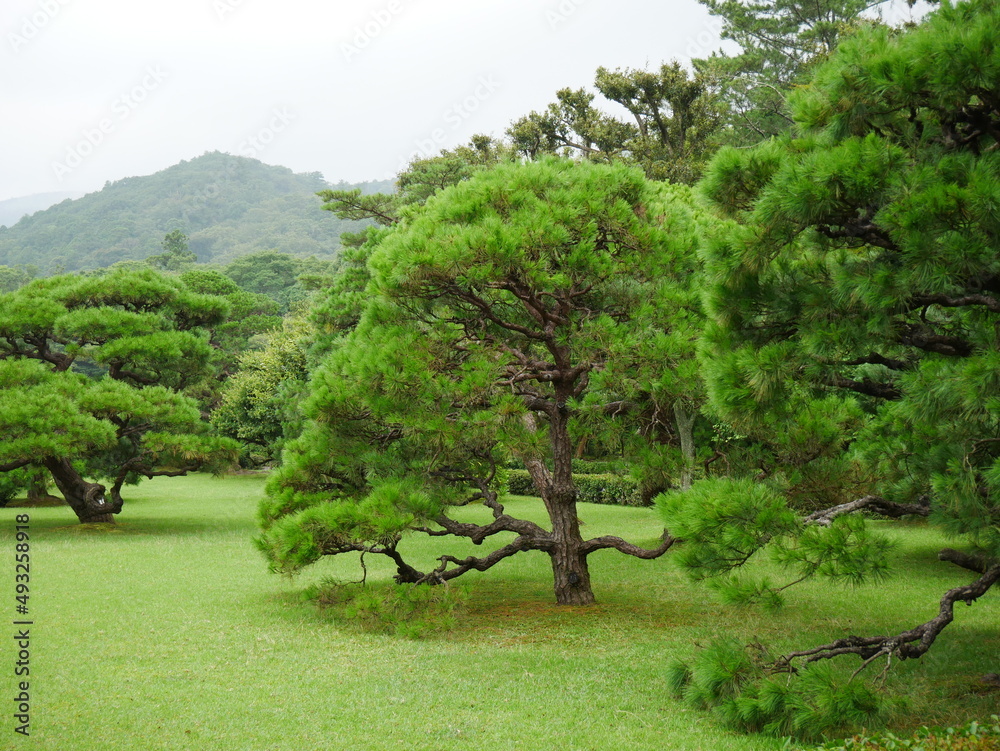 雨の日の松の木
