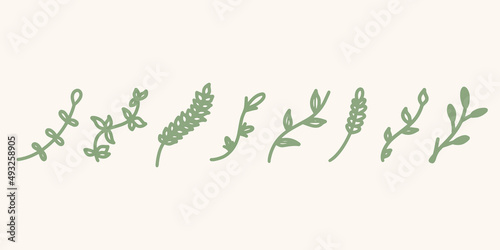 Branch handdrawn plant decoration background. Set of leaves. Hand drawn decorative green leaf element design vector illustration. Floral ear of wheat, bindweed for wedding banner, invitation card.