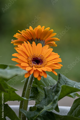 Closeup of a brown hearted and orange blossoming Gerbera plants ready for harvesting in the large heated glasshouse of a specialized Dutch flower nursery. Gerbera with water drops. 