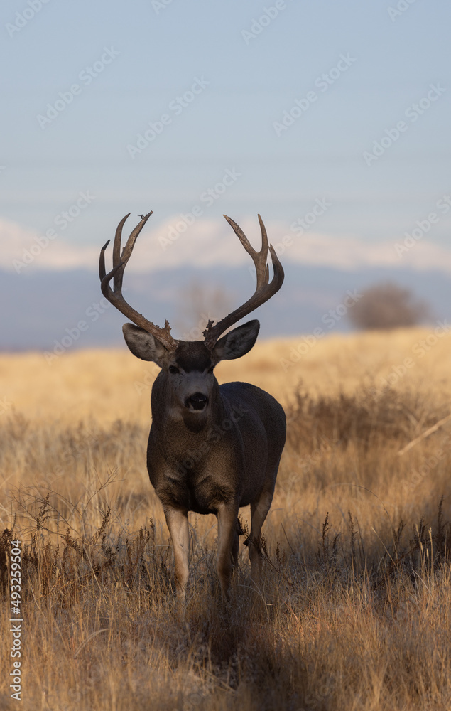 Buck Mule Deer During the Rut in Colorado in Fall Buck Mule Deer During the Rut in Colorado in Fall