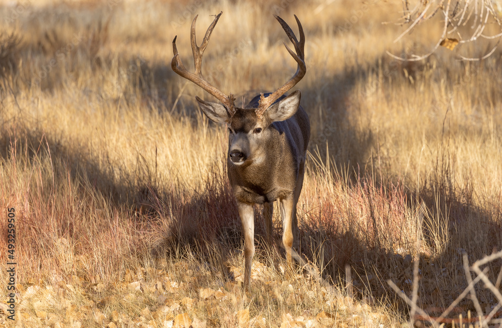 Fototapeta premium Buck Mule Deer During the Rut in Colorado in Fall