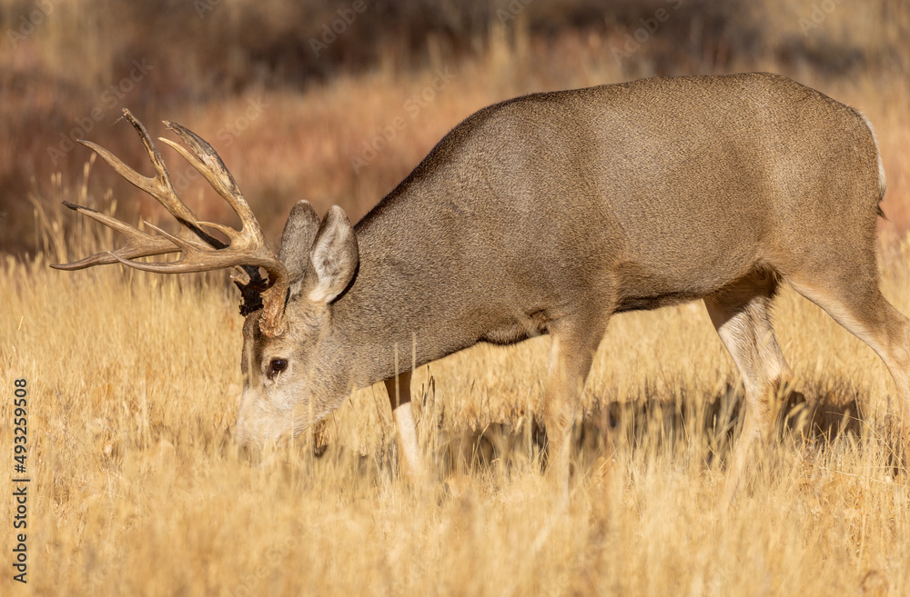 Buck Mule Deer During the Rut in Colorado in Fall Buck Mule Deer During the Rut in Colorado in Fall