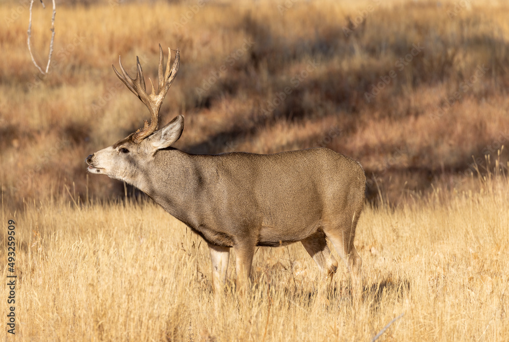 Buck Mule Deer During the Rut in Colorado in Fall Buck Mule Deer During the Rut in Colorado in Fall