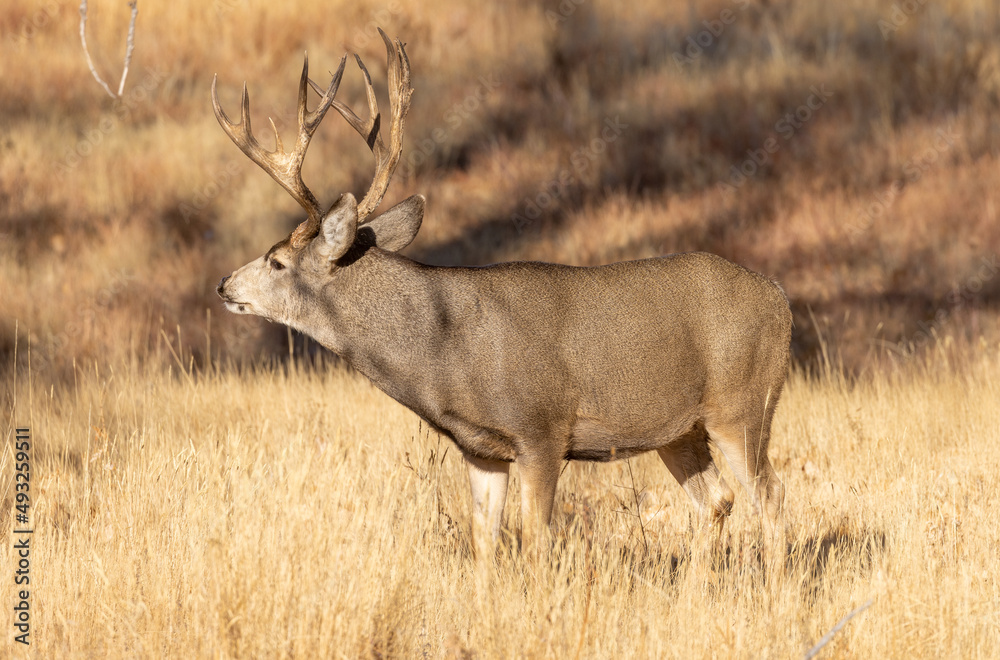 Buck Mule Deer During the Rut in Colorado in Fall Buck Mule Deer During the Rut in Colorado in Fall