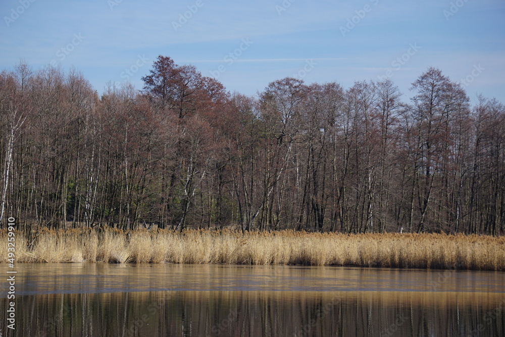 Wczesnowiosenny widok na staw Śmieszek w Żorach w Polsce. Nieożywiona jeszcze natura woku wody.