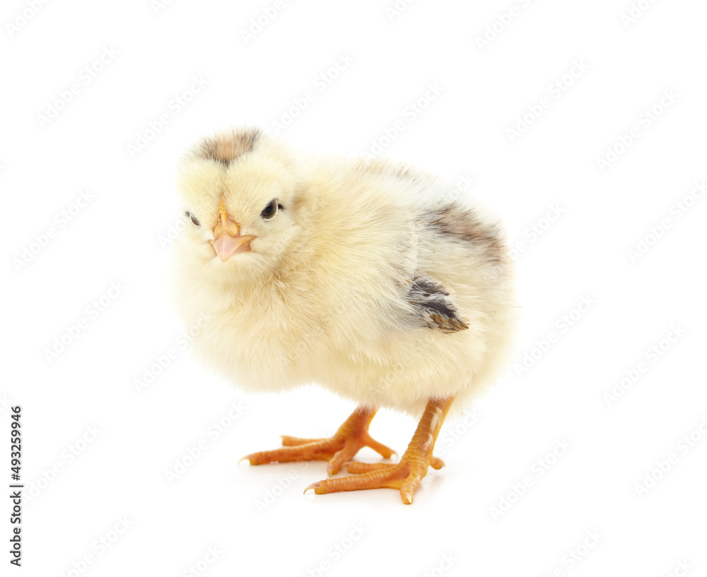 Obraz premium Small yellow chicken.