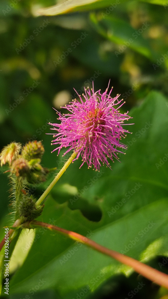 Front mimosa strigillosa flowers at home Front mimosa strigillosa flowers at home