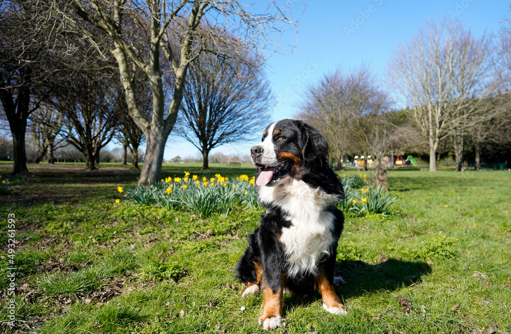 Bernese Mountain Dog sitting in the park on a sunny spring day 
