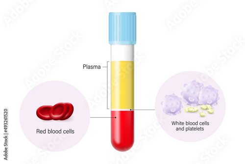Composition of blood. Plasma, red blood cells, white blood cells and platelets.