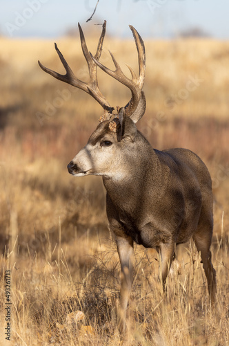Buck Mule Deer During the Rut in Colorado in Fall