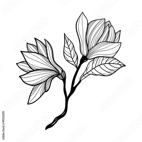 illustration black and white flora plant nature branch with flowers
