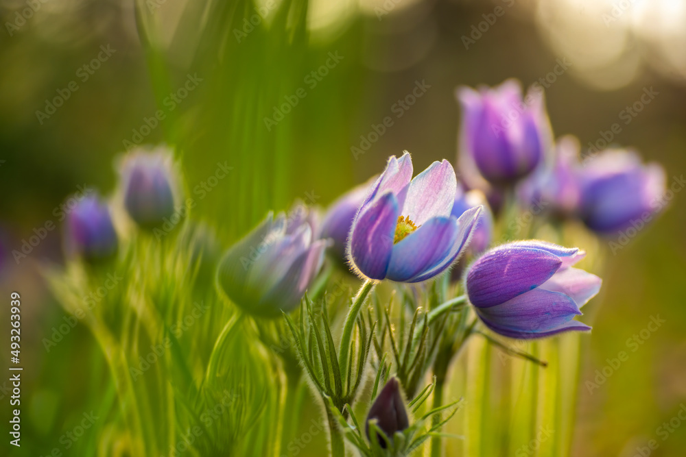 Fototapeta premium Pasque or anemone flowers in sunny spring forest