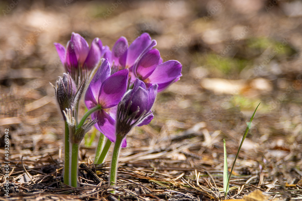 Pasque or anemone wild flowers in sunny spring forest Pasque or anemone wild flowers in sunny spring forest