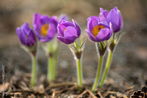 Pasque or anemone flowers in sunny spring forest