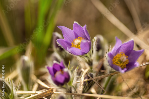 Pasque or anemone wild flowers in sunny spring forest