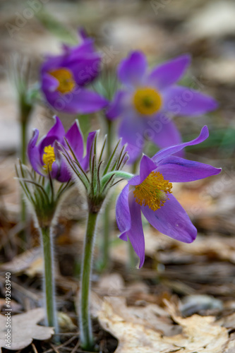 Fototapeta Naklejka Na Ścianę i Meble -  Pasque or anemone wild flowers in sunny spring meadow