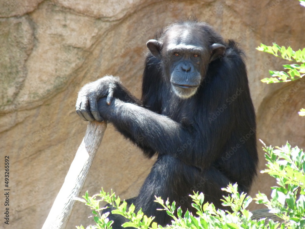 A chimpanzee resting near a cliff and a tree with a stick in his hands - photo