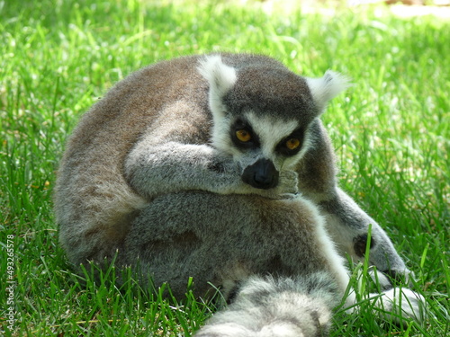 A close-up of a lemur resting in the green grass - photo