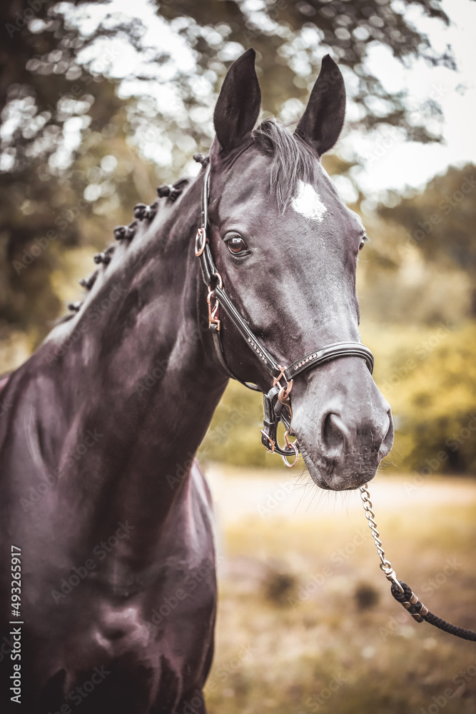 Schwarzes Pferd mit Halfter im Portrait