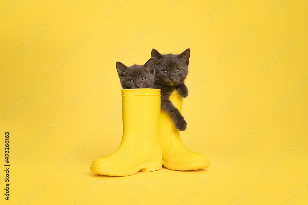 Two cute grey rubber rain boots on a yellow looking at the camera Stock-foto | Adobe Stock