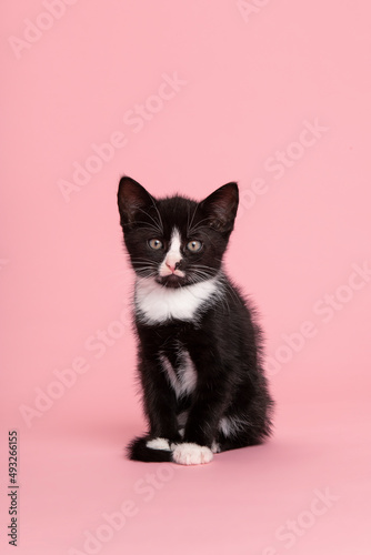 Cute black and white kitten sitting and looking at the camera on a pink background