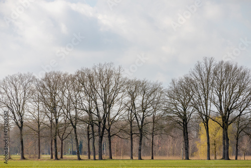 Winter landscape with bare tree on flat and low land, Typical Dutch polder with green meadow under blue sky, Countryside in Holland with grass field and leafless trees, Netherlands.