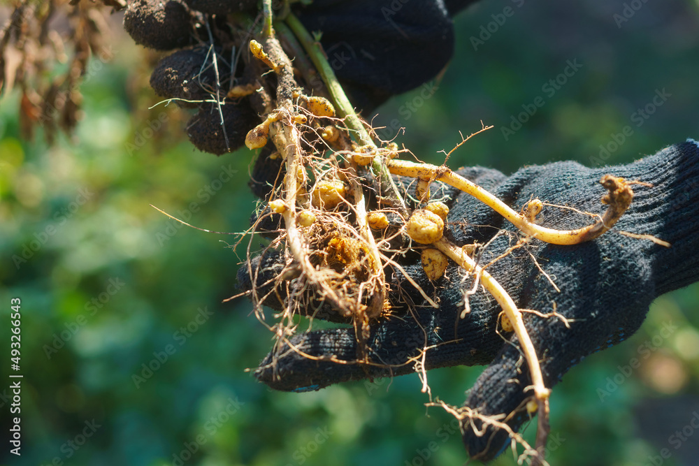 Poor harvest, bad year concept. Poor harvest, bad year concept.