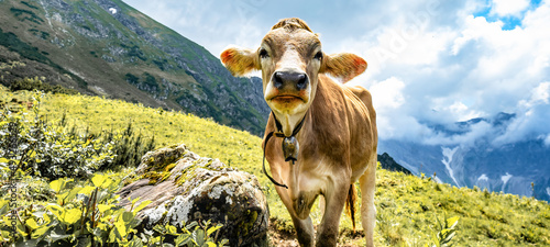 Animal background banner panorama - Funny cow in the mountains Allgäu Austria Alps, on green fresh meadow photo