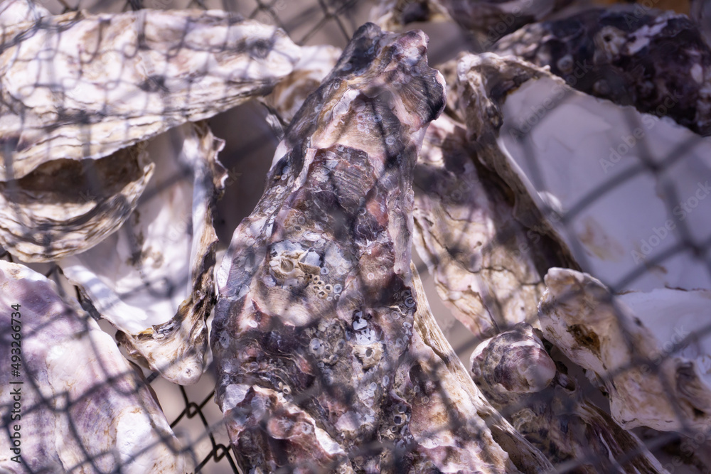 Oyster shells in a net closeup Oyster shells in a net closeup