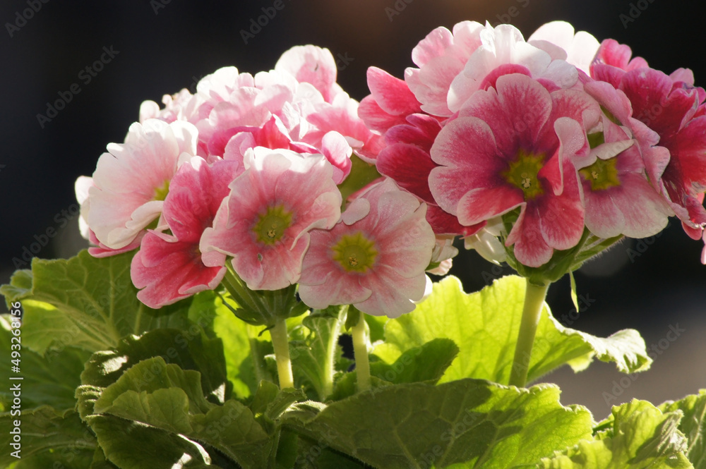 Becherprimel Primula obconica im Blumentopf Becherprimel Primula obconica im Blumentopf