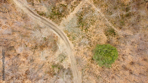 Aerial zenith view of a forest with a dusty road during winter season
