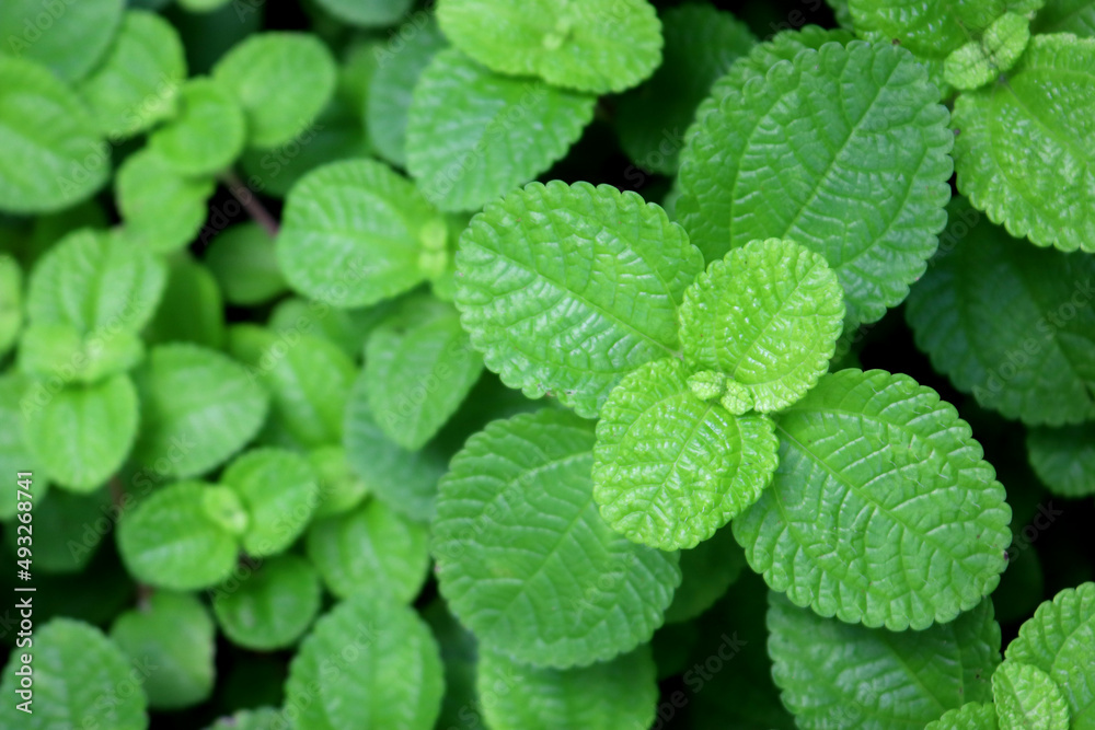 Mint background green leaves. Mint background green leaves.