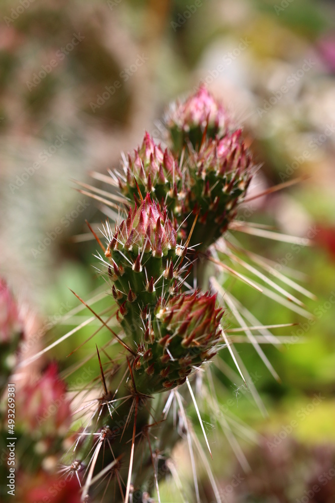 Opuntia erinacea var. utahensis OPUNCJA CIERNISTA kwiat różowy cactus Opuntia erinacea var. utahensis OPUNCJA CIERNISTA kwiat różowy cactus