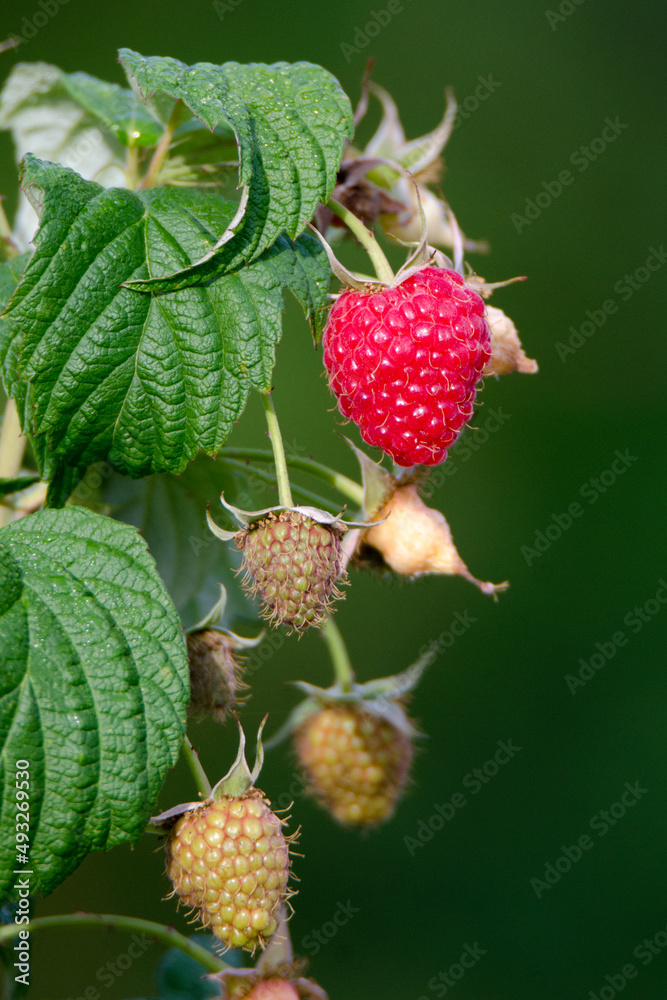 Reifende Himbeeren im Kleingarten Reifende Himbeeren im Kleingarten
