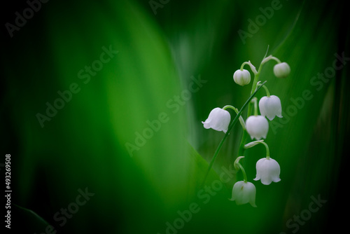 Lily of the valley flowers on a forest meadow. Fresh greenery background.