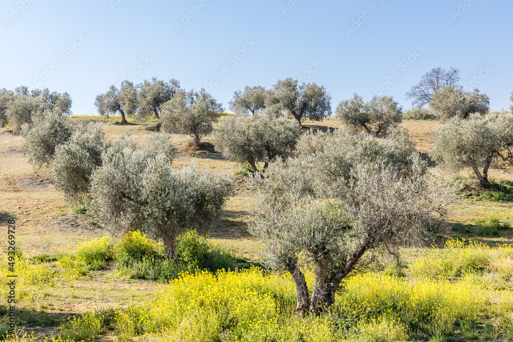 olive fields in the province of Toledo