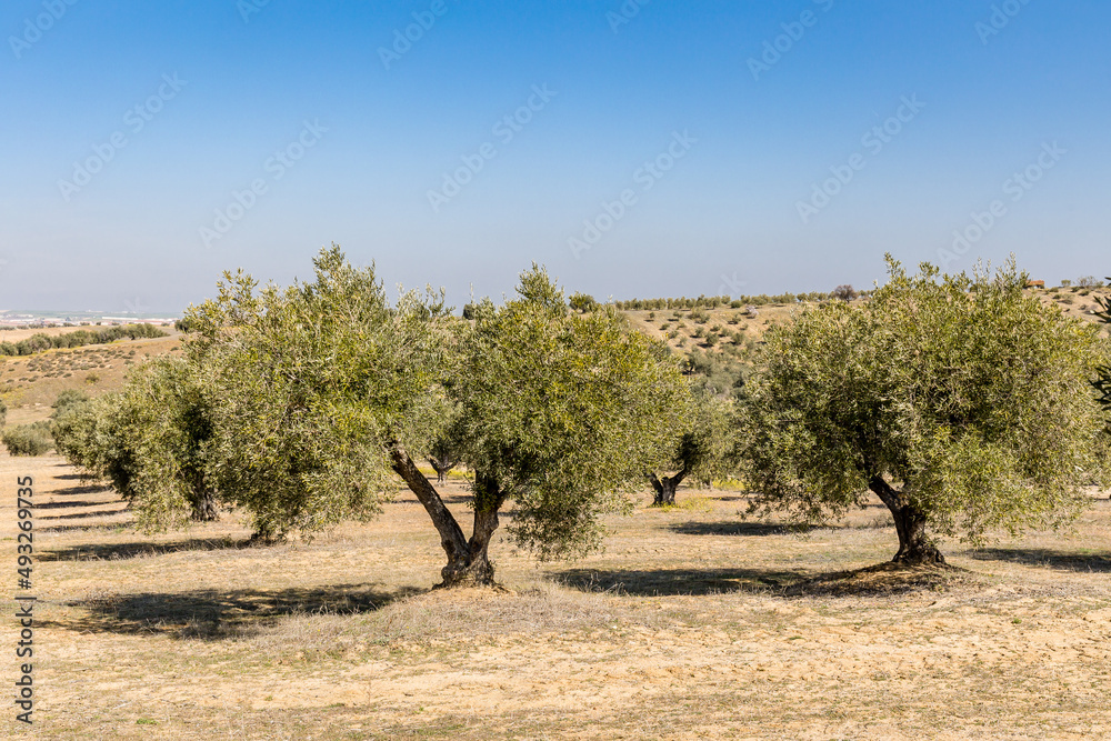 Fototapeta premium olive fields in the province of Toledo